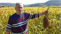Çok İlginç Bir İsmi Var: Balıkesir'de Hasadına Başlandı!
