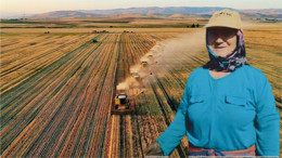 Balıkesirli çiftçi sulu tarıma geçince tütün verimini iki katına çıkardı