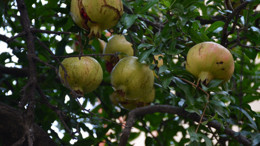 Balıkesir’de Ayva ve Nar Mevsimi Başladı