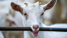 Keçilerin Kalp Sağlığında Şaşırtıcı Keşif