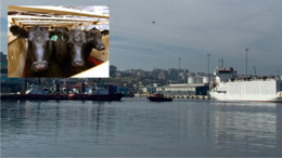 Bandırma kabusu yaşıyor: Yüzen Ahır Geri Döndü!