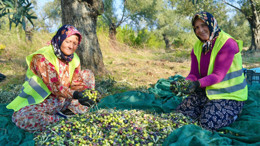 70 bin zeytin ağacında yeni sezon heyecanı başladı