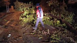 Balıkesir Havran’da Ağaç Devrildi