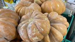 Balıkesir’de Balkabağı Satışları Arttı: Kabak Tatlısı Sezonu Açıldı