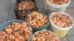 Balıkesir Pazarında Gözler Bir Ürüne Kilitlendi: Zam Şampiyonu Melki