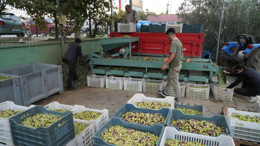 Kazdağları’nda Yeşil Çizik Zeytin Mesaisi Başladı