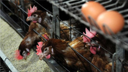 Tarım ve Orman Bakanlığı’ndan Yeni Düzenleme: Kanatlı İşletmelerinde Biyogüvenlik Kuralları Yürürlüğe Girdi