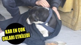 Kar en çok onları etkiledi