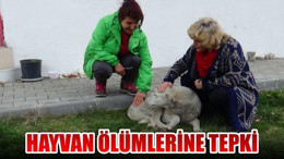 HAYVAN ÖLÜMLERİNE TEPKİ