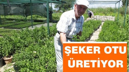 ŞEKER OTU ÜRETİYOR