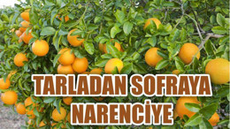 TARLADAN SOFRAYA NARENCİYE