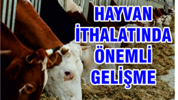 HAYVAN İTHALATININ YARISINI TEK FİRMA YAPACAK