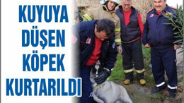 KUYUYA DÜŞEN KÖPEK KURTARILDI...