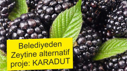 ZEYTİNE ALTERNATİF PROJE HAZIRLANDI