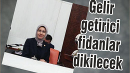 GELİR GETİRİCİ FİDAN DİKİLECEK
