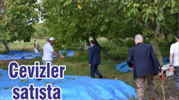 Cevizler satışta