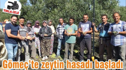 Gömeç’te zeytin hasadı başladı