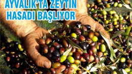 AYVALIK’TA ZEYTİN HASADI BAŞLIYOR