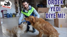 ÖRDEK YEDİ DİYE Mİ!