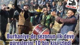 Burhaniye de sezonun ilk deve güreşlerini 10 bin kişi izledi