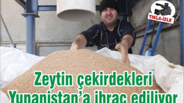Zeytin çekirdekleri Yunanistan’a ihraç ediliyor
