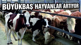 BÜYÜKBAŞ HAYVAN SAYIMIZ 525 BİNİ GEÇTİ