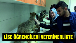 Lise öğrencileri Veterinerlikte
