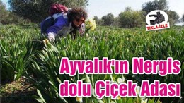 Ayvalık'ın Nergis dolu Çiçek Adası