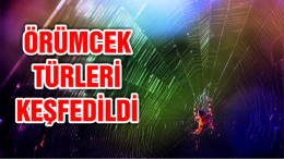 Üç yeni örümcek türü keşfedildi