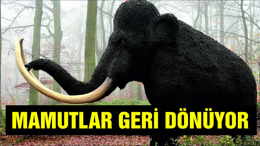 ‘Mamutları yeniden hayata döndürme yolunda önemli adım’