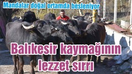 Balıkesir kaymağının lezzet sırrı