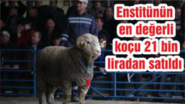 Enstitünün en değerli koçu 21 bin liradan satıldı