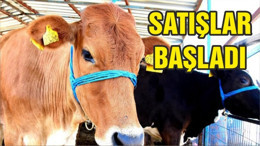 Satışlar başladı! Hangi markette kurbanlık ne kadar?