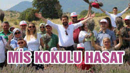 SINDIRGI’DA LAVANTA HASATI
