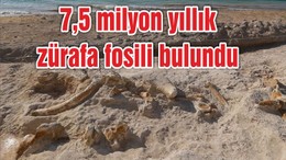 7,5 milyon yıllık zürafa fosili bulundu