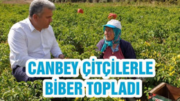 CANBEY ÇİTÇİLERLE BİBER TOPLADI