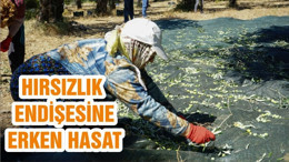 HIRSIZLIK ENDİŞESİNE ERKEN HASAT