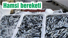 Hamsi bereketi