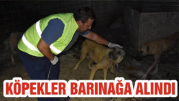 KÖPEKLER BARINAĞA ALINDI