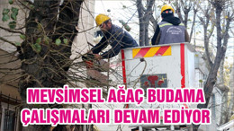 MEVSİMSEL AĞAÇ BUDAMA ÇALIŞMALARI DEVAM EDİYOR
