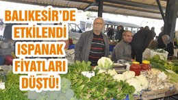 BALIKESİR’DE ETKİLENDİ ISPANAK FİYATLARI DÜŞTÜ!