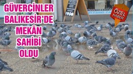 GÜVERCİNLER BALIKESİR’DE MEKÂN SAHİBİ OLDU