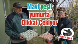 Mavi yeşil yumurta Dikkat Çekiyor