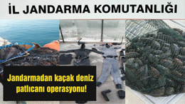 Jandarmadan kaçak deniz patlıcanı operasyonu!