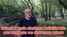 Balıkesir'de zeytin ağaçlarının kesildiğini iddia eden vatandaşlar suç duyurusunda bulundu