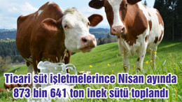 Ticari süt işletmelerince Nisan ayında 873 bin 641 ton inek sütü toplandı