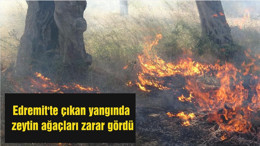 Edremit'te çıkan yangında zeytin ağaçları zarar gördü