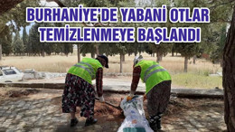 BURHANİYE’DE YABANİ OTLAR TEMİZLENMEYE BAŞLANDI