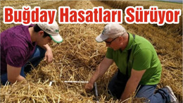 Buğday Hasatları Sürüyor