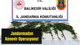 Jandarmadan Kenevir Operasyonu!